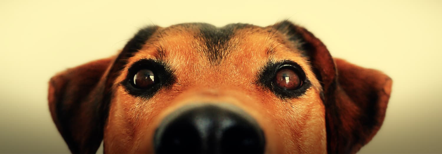 Featured image for “Are Your Salespeople Selling? Or Are They Begging?”