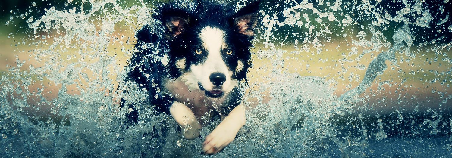 the thrill of the chase